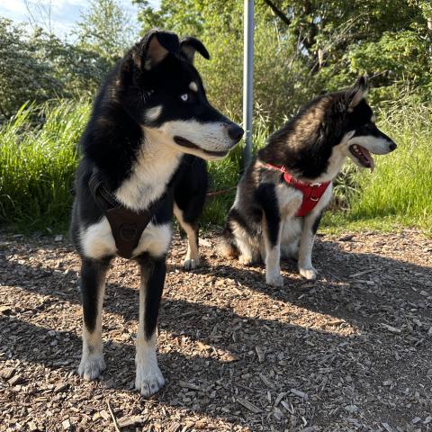 Photo for 162912 [Two sweet dogs found]