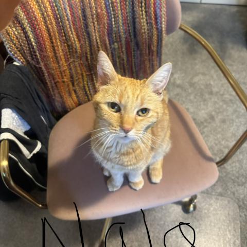 Photo for 163295 [Nala]