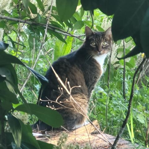 Photo for 163837 [Catness]