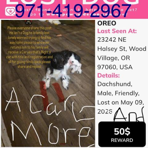 Photo for 163858 [Oreo ]