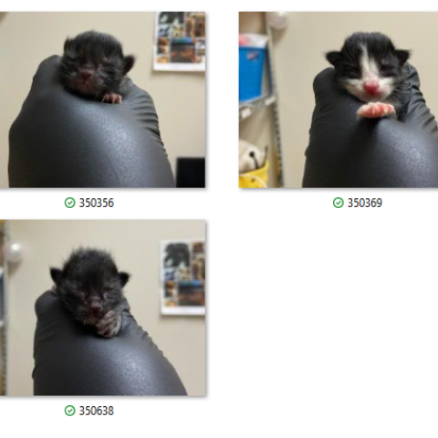 Photo for 165347 [350356, 350368, 350369]
