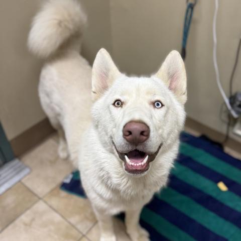 Photo for 165635 [Duke(lvl 2)]