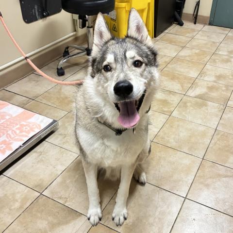 Photo for 166470 [Balto]