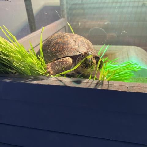 Photo for 166552 [Turts]