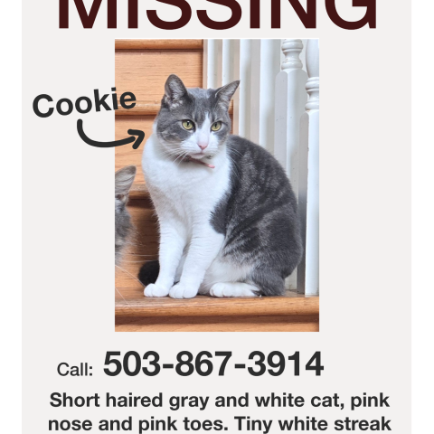 Photo for 169484 [Cookie]