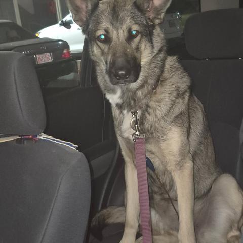 Photo for 169715 [(German Shepherd)]