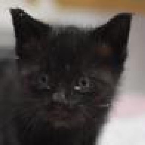 Photo for 169967 [2 kittens ]