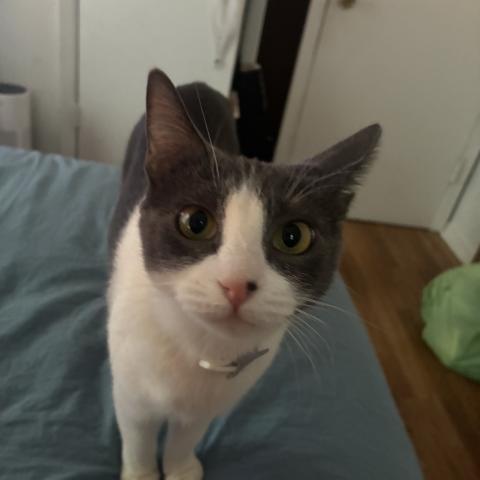 Photo for 171370 [Baby (Micro Chip name is Boss Babe)]