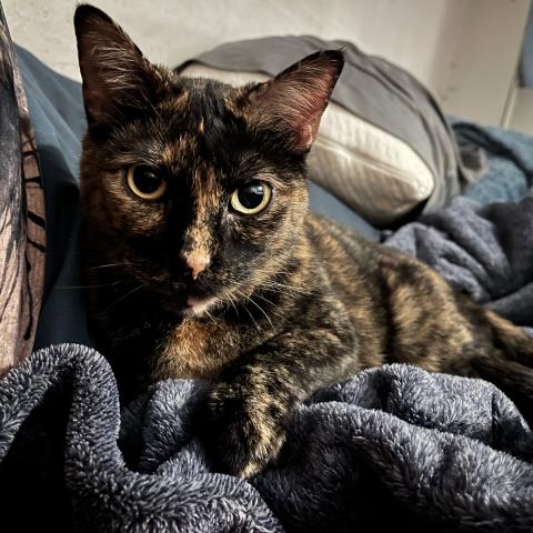 Photo for 171567 [Cleo]