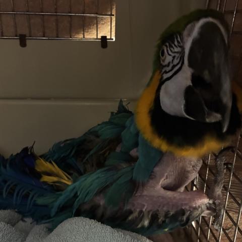 Photo for 173743 [Aussie (aka Sydney)]