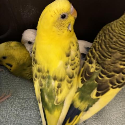 Photo for 173749 [Chirp]