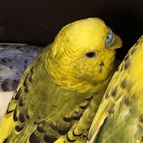 Photo for 173753 [Peep]