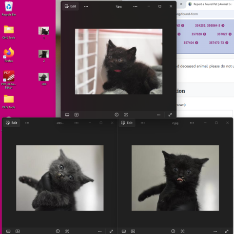 Photo for 174365 [Strays]