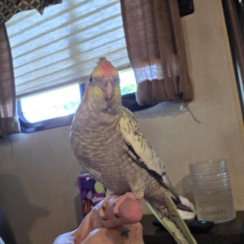 Photo for 174987 [Birdie]