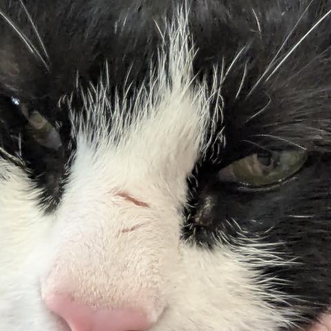 Photo for 175015 [Jasper assaper. Scratch on nose is from neighbor cat and recent is why I include it]