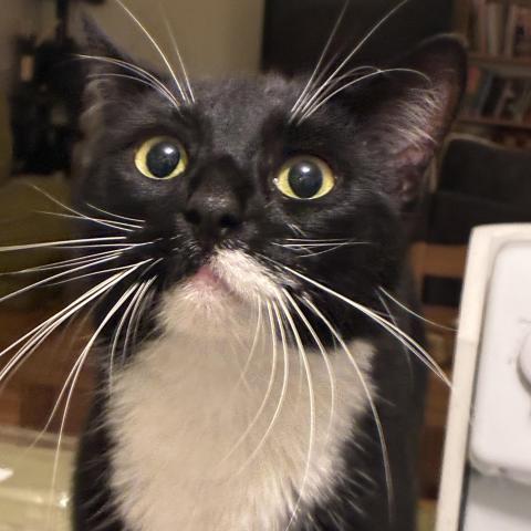 Photo for 175653 [Tuxedo black white cat]