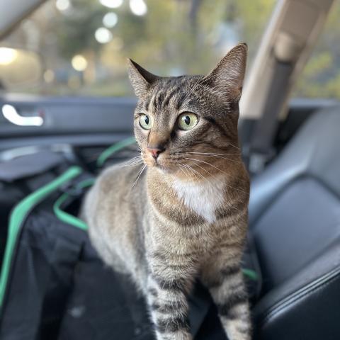 A cat sitting in a car