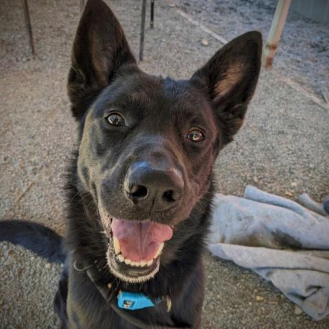 Photo for 75984 [Indigo]