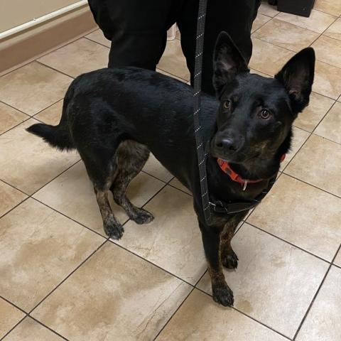 Photo for 76413 [Black Beauty]