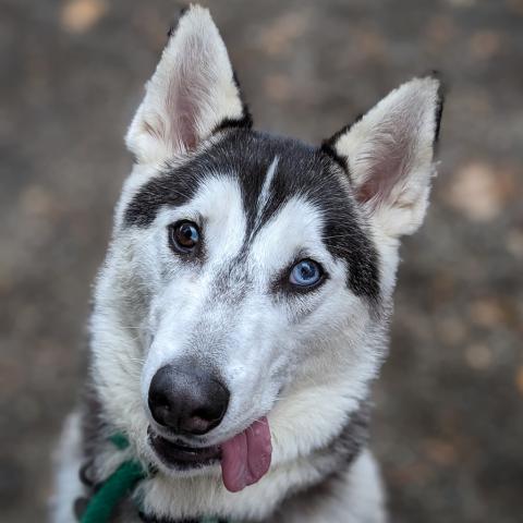 Photo for 78669 [Skye]