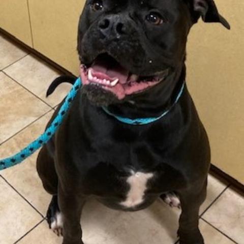 Photo for 84047 [Biscuit]