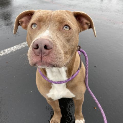 Photo for 86328 [Calliope]