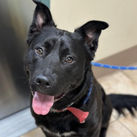 Photo for 89961 [Jet]