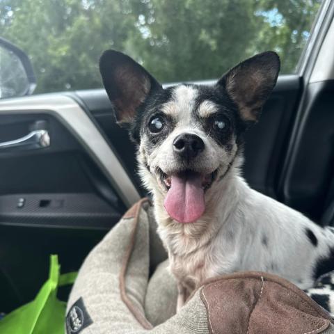 Photo for 93046 [Agnus]