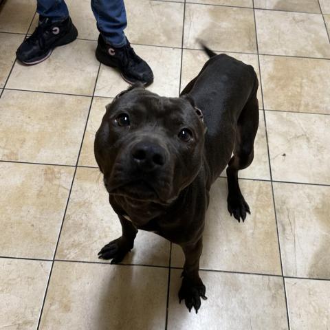 Photo for 95351 [Yam]