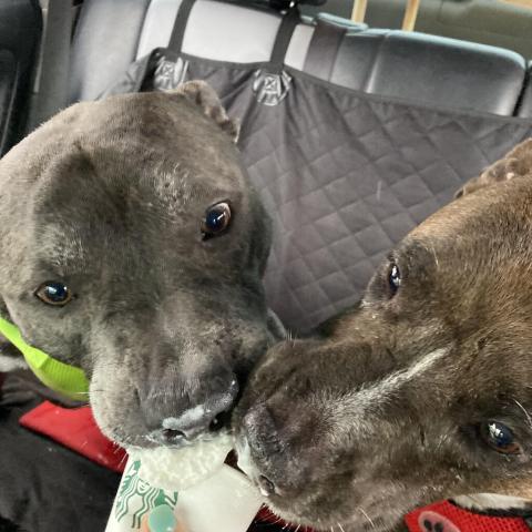 Photo for 99964 [Smokey]