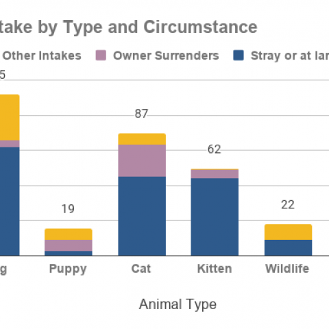 Graph- Animal Intake By Type and Circumstance