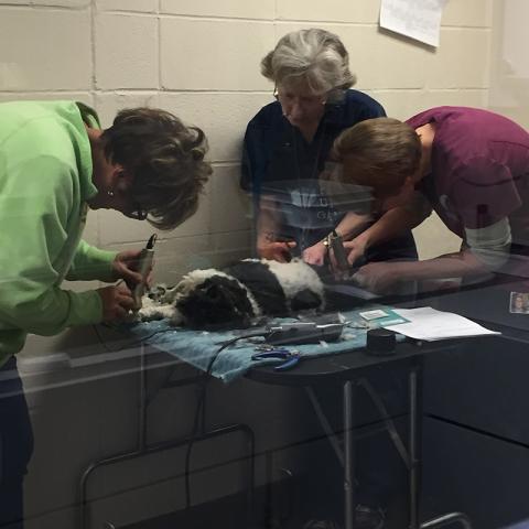 Several people performing surgery on an animal