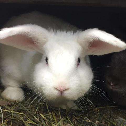 White bunny rabbit facing the camera
