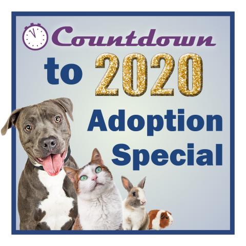 Countdown to 2020 Adoption Special