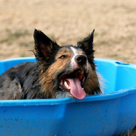 Dog panting while sitting in a kiddie pool