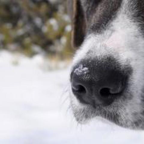 dog nose and snow