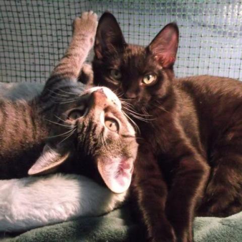 Foster cats, courtesy of Donna