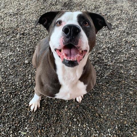 Ella the dog smiling