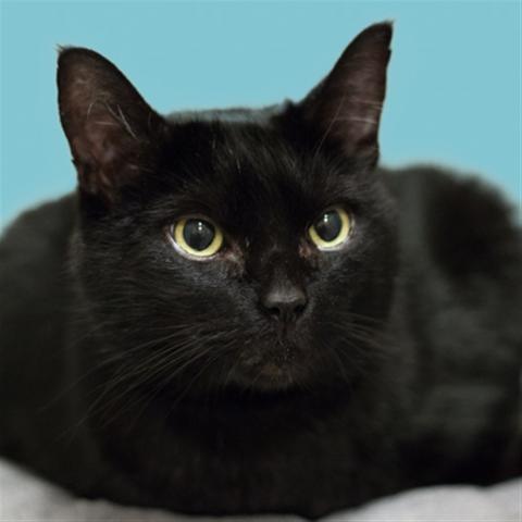 A black cat named Hank the Tank