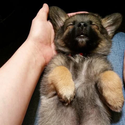 Foster puppy, courtesy of Amanda