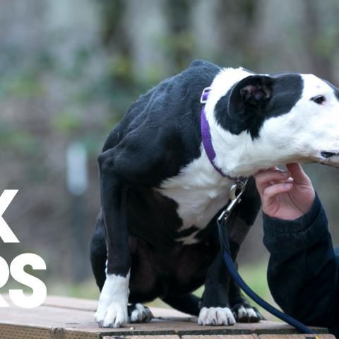 Man getting a kiss from a pitbull