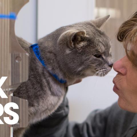 Woman touching noses with a cat