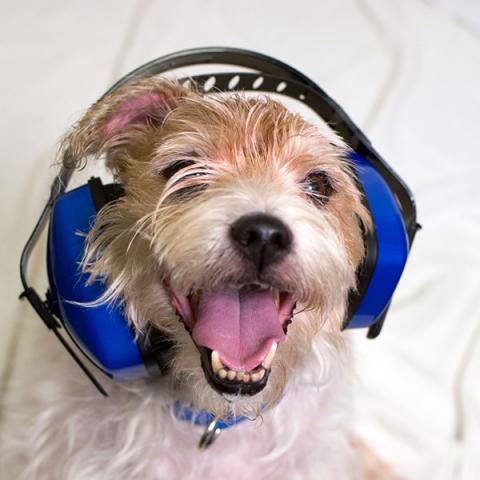 A dog smiles as he wears ear protection