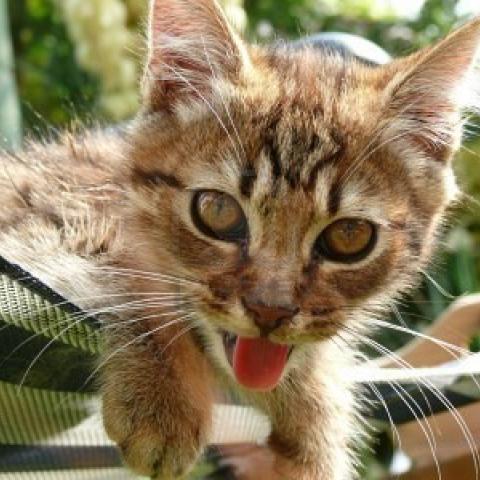 Cat panting in a hammock