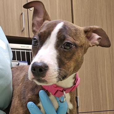 Photo for 152753 [375746]