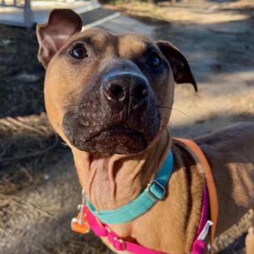 Photo for 153356 [Copper]