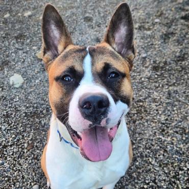 Photo for 154310 [Ruckus]