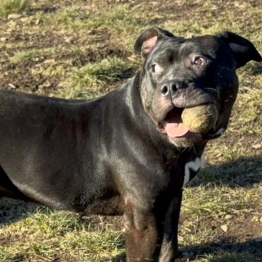 Photo for 158929 [Mr. Matzah Ball]