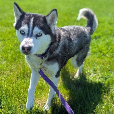 Photo for 162558 [Penny]