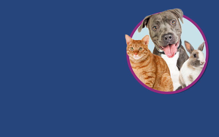Fee-Waived Adoption Event Graphic, with dog, cat, and rabbit in feature circle
